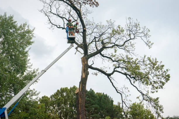 Best Residential Tree Removal  in Concordia, MO